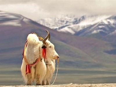 探讨nini瑙嗛的发展方向与市场潜力检视