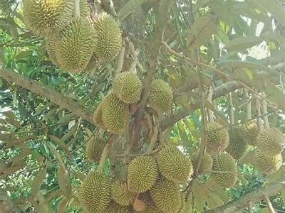 海南无与伦比榴莲嫁接技术详解视频，让你轻松学会！